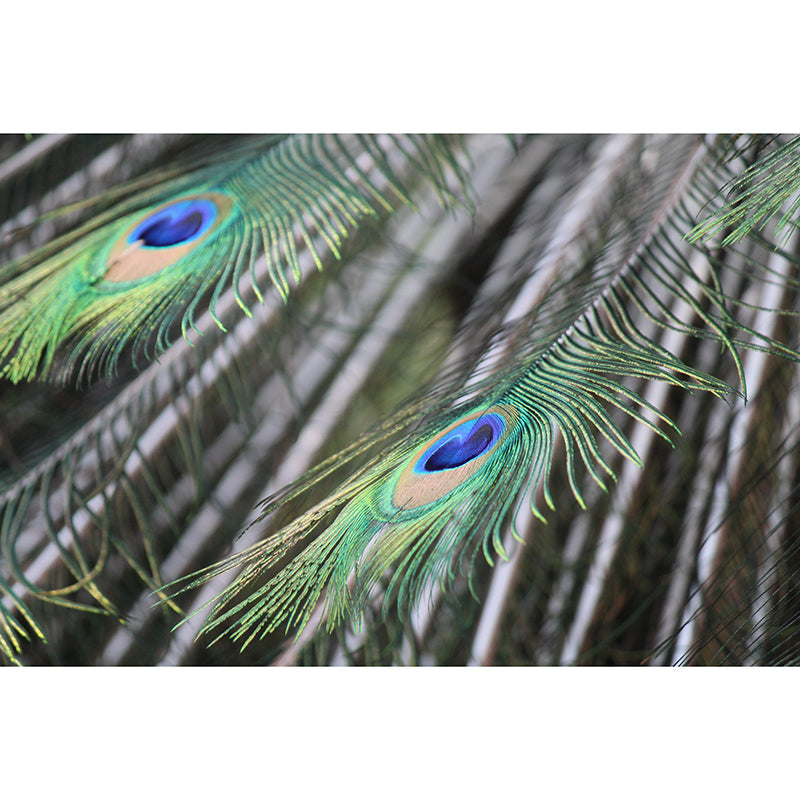 Tropical Style Mural Wallpaper Peacock Feather Wall Covering for Sitting Room