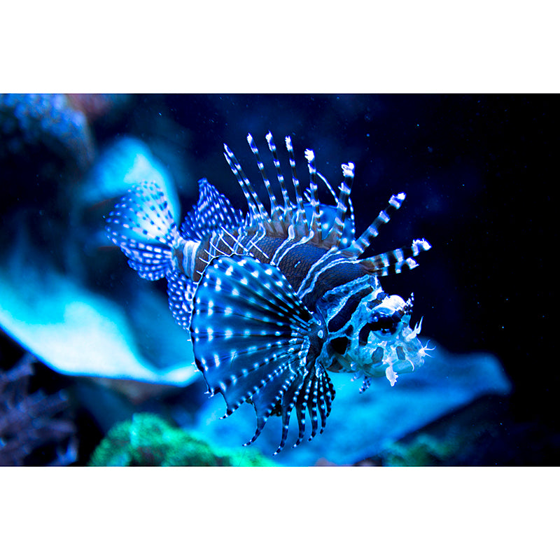 Beautiful Undersea World Mural Decal for Indoor Decor, Custom Size Available