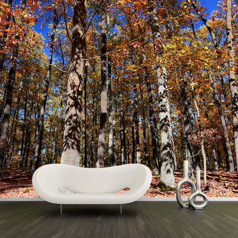 Forest Landscape Removable Wall Mural for Sitting Room, Water Resistant