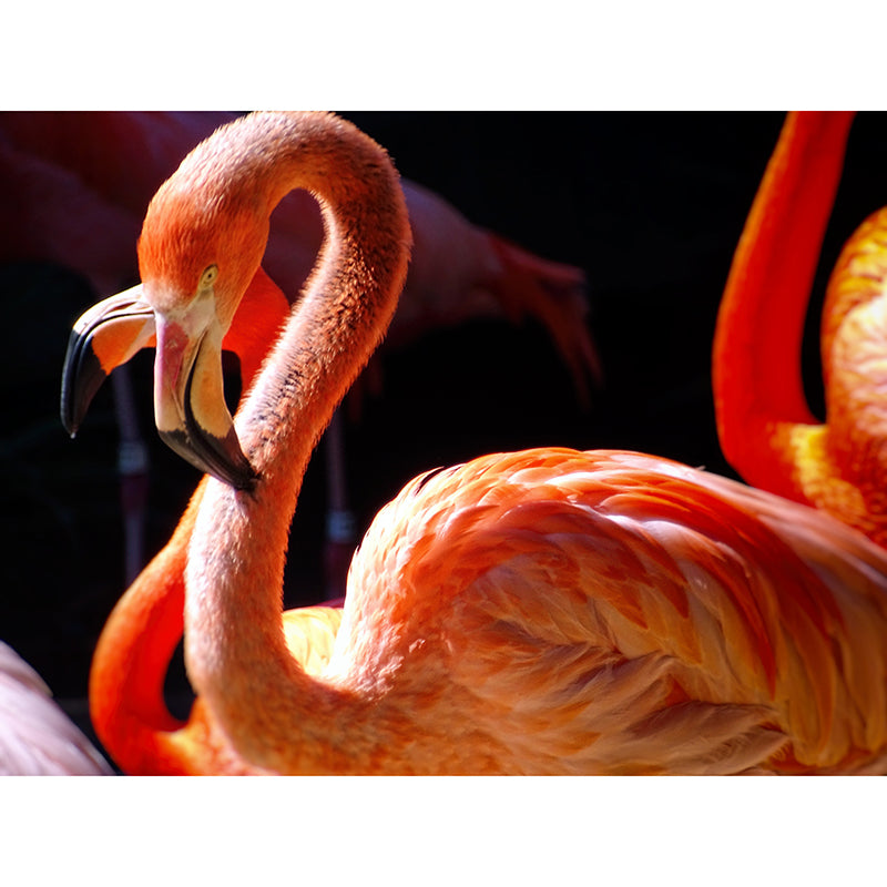 Flamingo Wallpaper Mural Customized Modern Wall Covering for Bedroom, Waterproofing