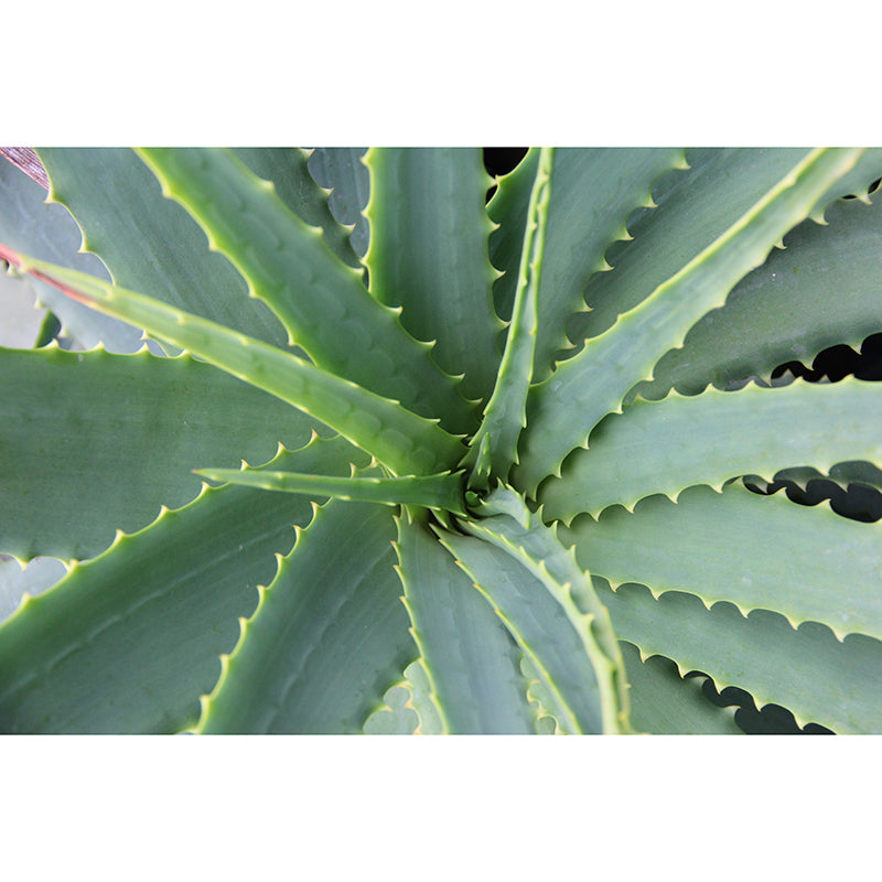 Green Plant Mural Wallpaper for Dining Room Reading Room, Custom Size Available