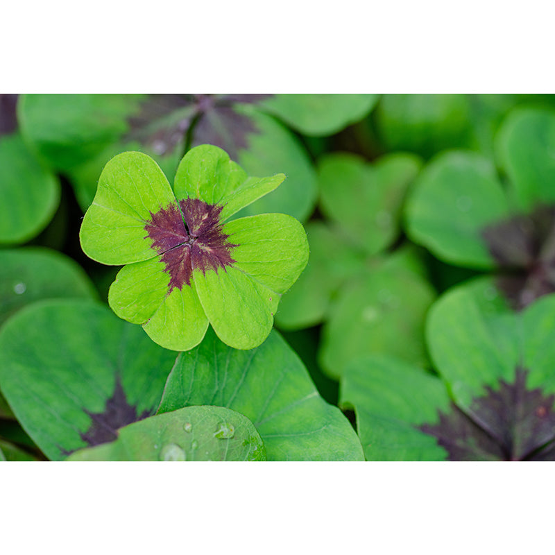 Green Clover Mural Wallpaper for Sleeping Room Water Resistant, Custom Size Available