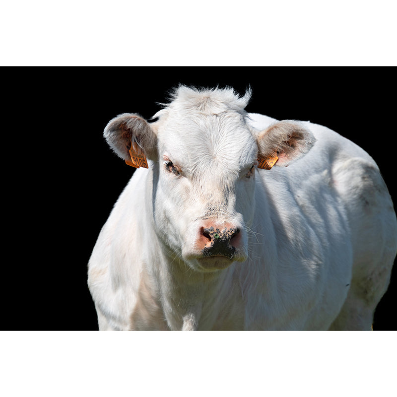 Milk Cow Wall Covering for Home Decoration Living Room Home Decor, Water Resistant