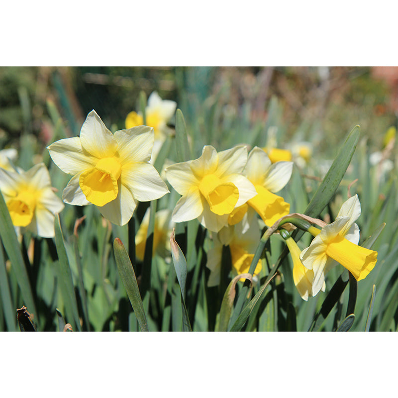 White Daffodil Mural Decal Waterproofing Wall Covering for Living Room, Custom Size