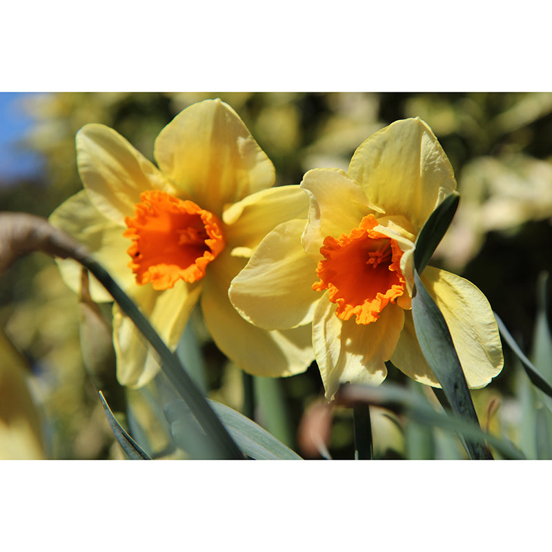 Daffodil Blossoming Flower Wall Paper Murals Waterproof Wall Decor for Bedroom