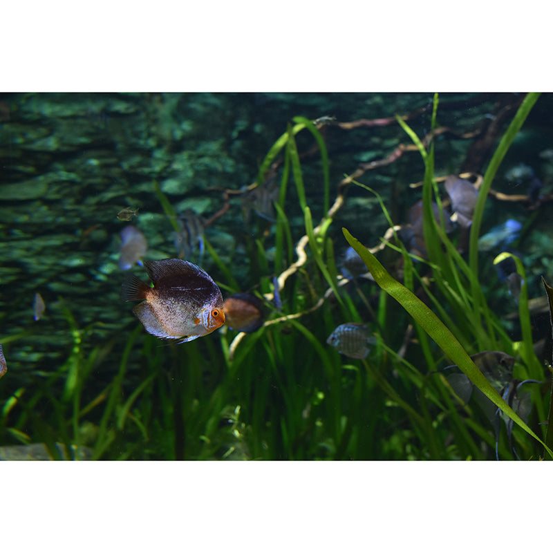 Rich Seabed Murals Modern Wall Covering for Sitting Room, Water Resistant