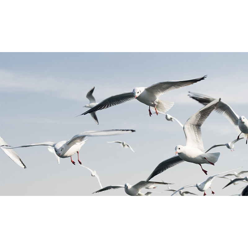 Customized Seagulls Mural Environment Friendly Wallpaper for Guest Room Decoration