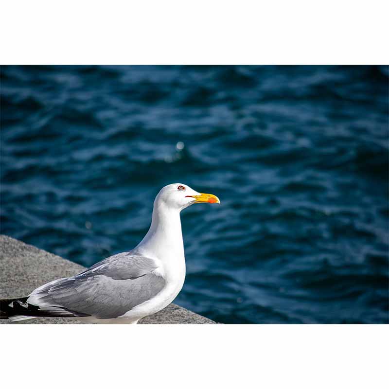 Horizontal Photography Seagull Wall Mural Decorative Mildew Resistant for Living Room