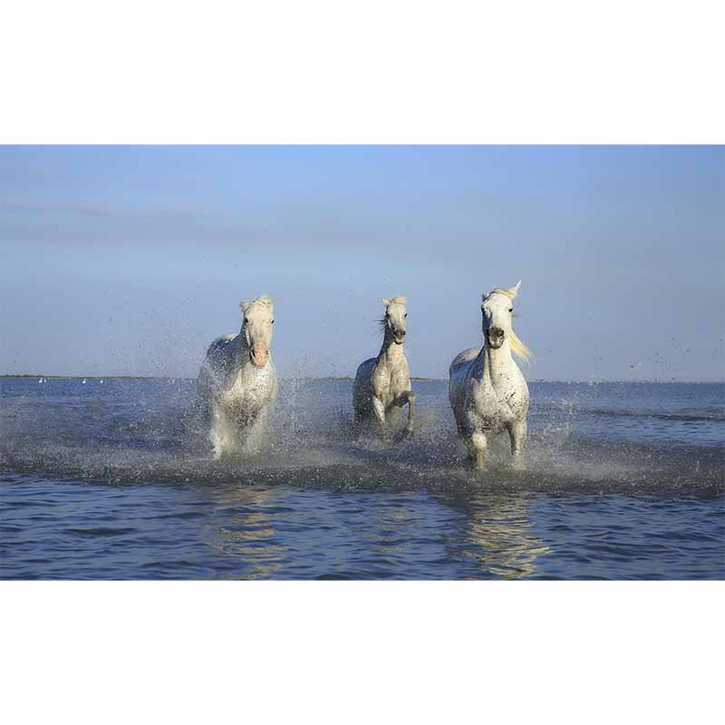 Photography Running Horse Wall Mural Decorative Mildew Resistant for Living Room