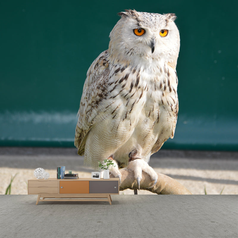 Horizontal Photography Owl Wall Mural Decorative Mildew Resistant for Living Room