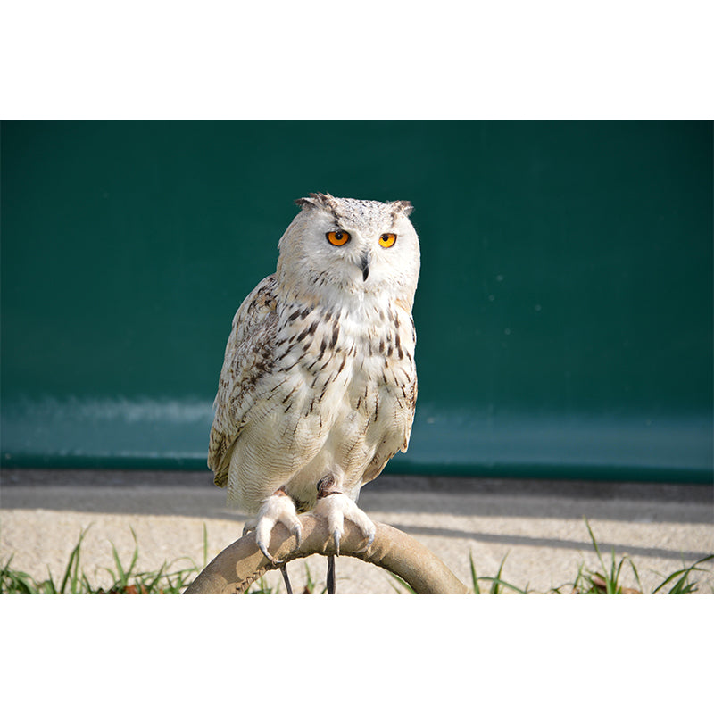 Horizontal Photography Owl Wall Mural Decorative Mildew Resistant for Living Room