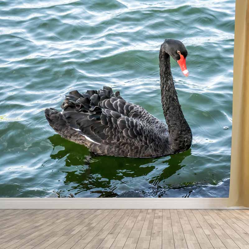 Photography Black Swan Wall Mural Decorative Mildew Resistant for Living Room