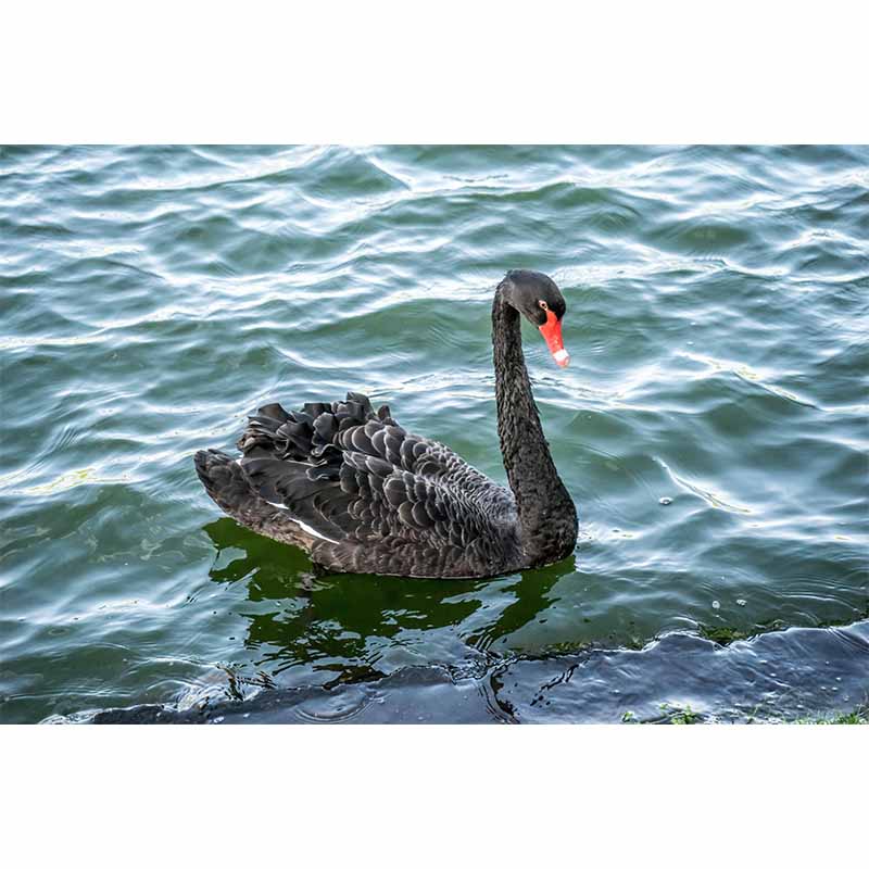 Photography Black Swan Wall Mural Decorative Mildew Resistant for Living Room