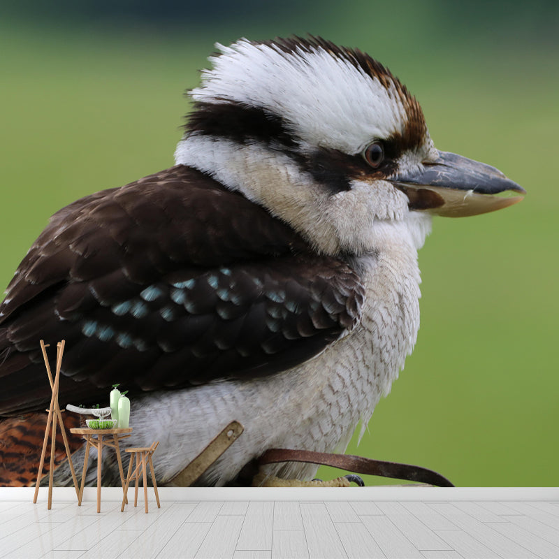 Horizontal Photography Kookaburra Wall Mural Decorative Mildew Resistant for Living Room