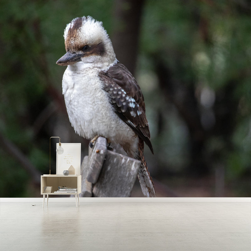 Horizontal Photography Kookaburra Wall Mural Decorative Mildew Resistant for Living Room