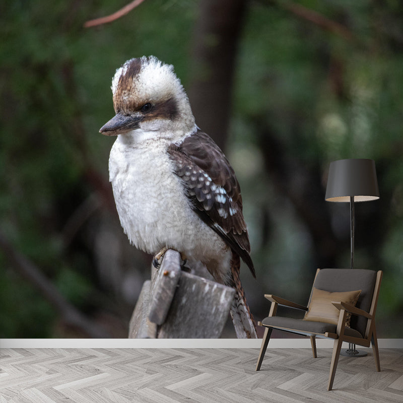 Horizontal Photography Kookaburra Wall Mural Decorative Mildew Resistant for Living Room