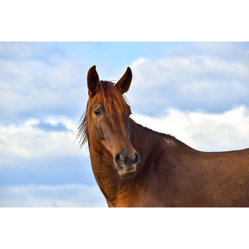 Horizontal Photography Horse Wall Mural Decorative Mildew Resistant for Living Room