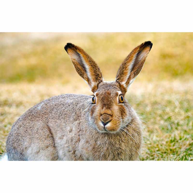 Horizontal Photography Hare Wall Mural Decorative Mildew Resistant for Living Room