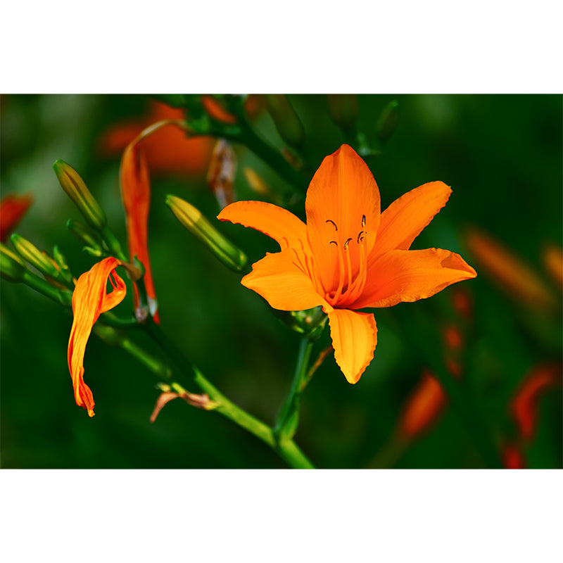 Horizontal Photography Lily Wall Mural for Living Room Girls Women Bedroom