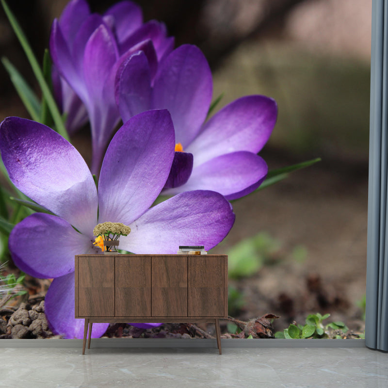 Horizontal Photography Crocus Wall Mural for Living Room Girls Women Bedroom