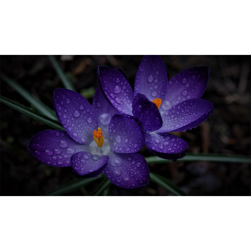 Horizontal Photography Dripping Crocus Wall Mural for Living Room Girls Women Bedroom