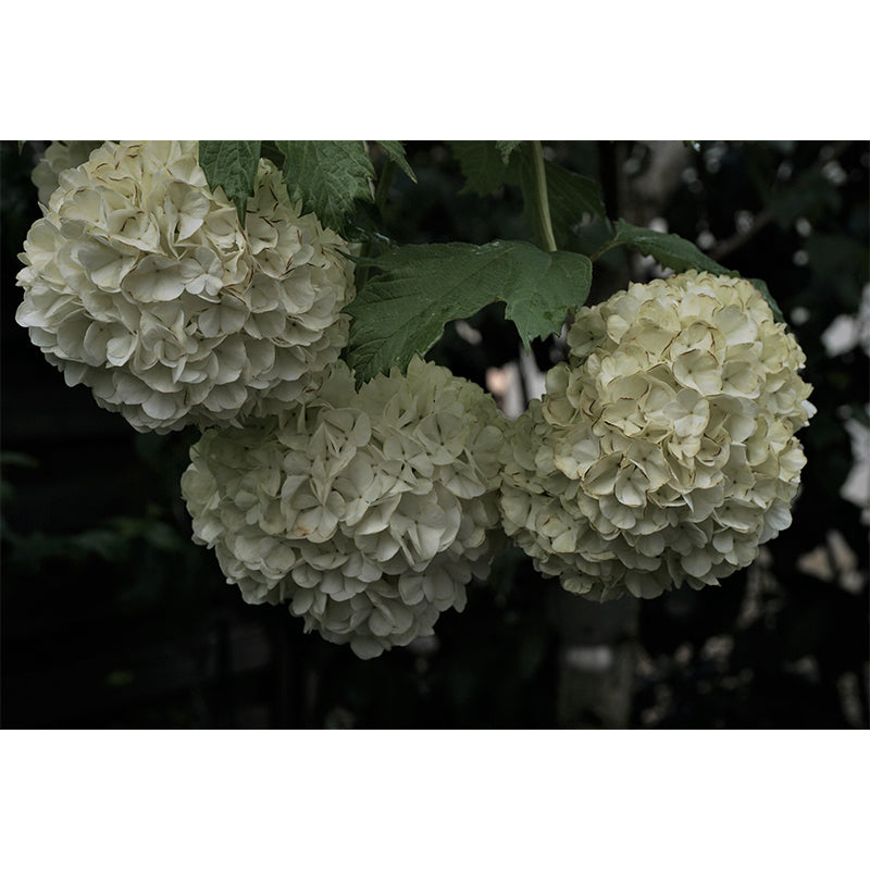 Horizontal Photography Hydrangea Bush Wall Mural for Living Room Girls Bedroom