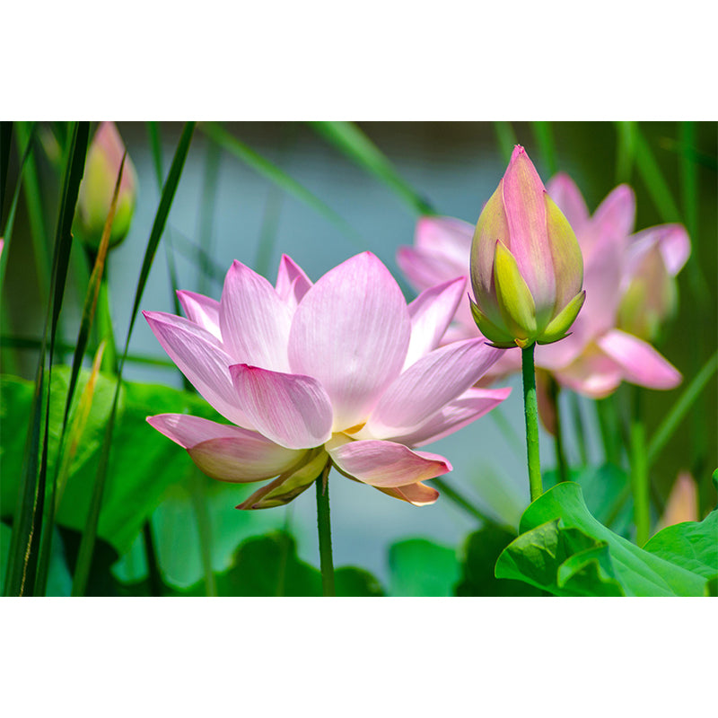 Horizontal Photography Lotus Wall Mural for Living Room Girls Women Bedroom