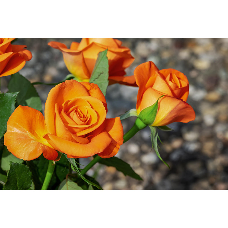 Customized Rose Wall Mural Environment Friendly Wallpaper for Guest Room Decoration