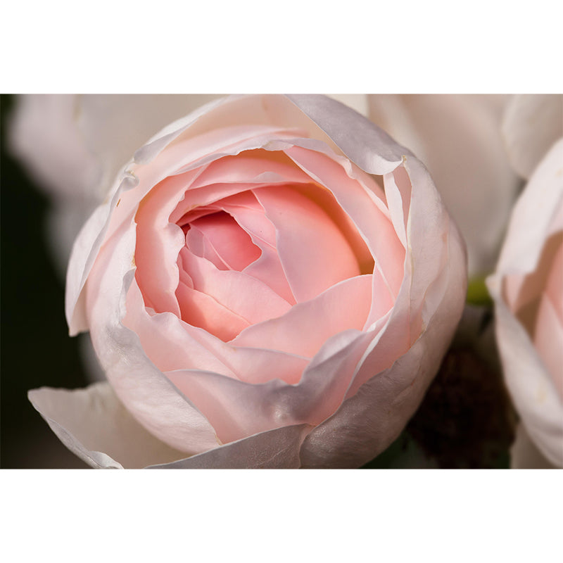 Horizontal Photography Rosaceae Wall Mural for Living Room Girls Bedroom