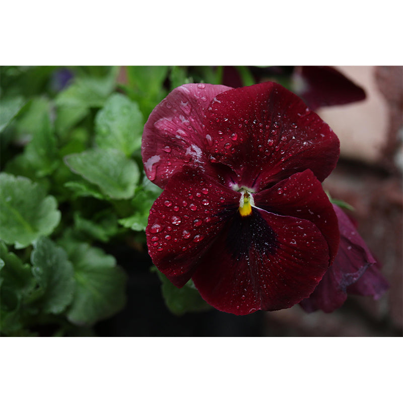 Horizontal Photography Pansy Wall Mural for Living Room Girls Women Bedroom