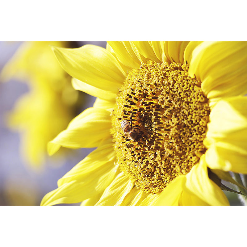 Horizontal Photography Sunflower Wall Mural for Living Room Girls Women Bedroom