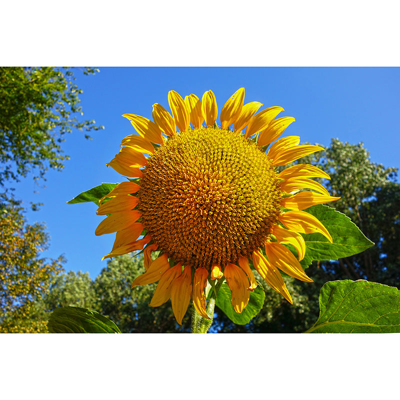 Minimalism Style Yellow Sunflower Wall Mural for Sitting Room, Water Resistant