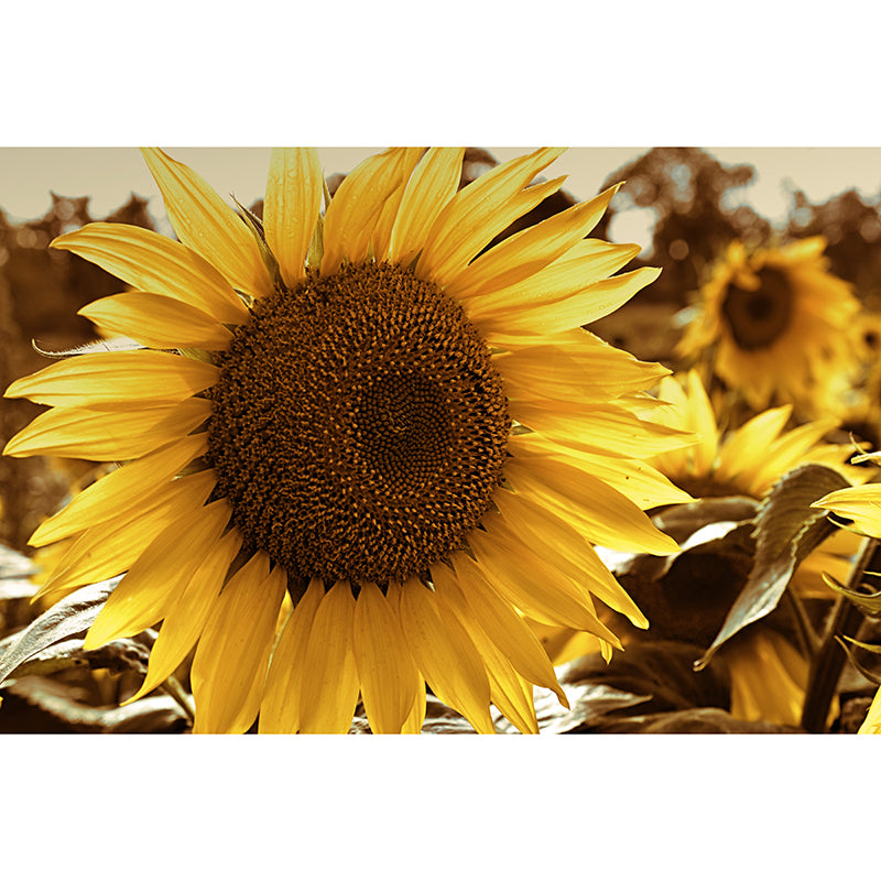 Yellow Sunflower Wall Mural Decals Home Decoration Girls' Bedroom Wall Decor