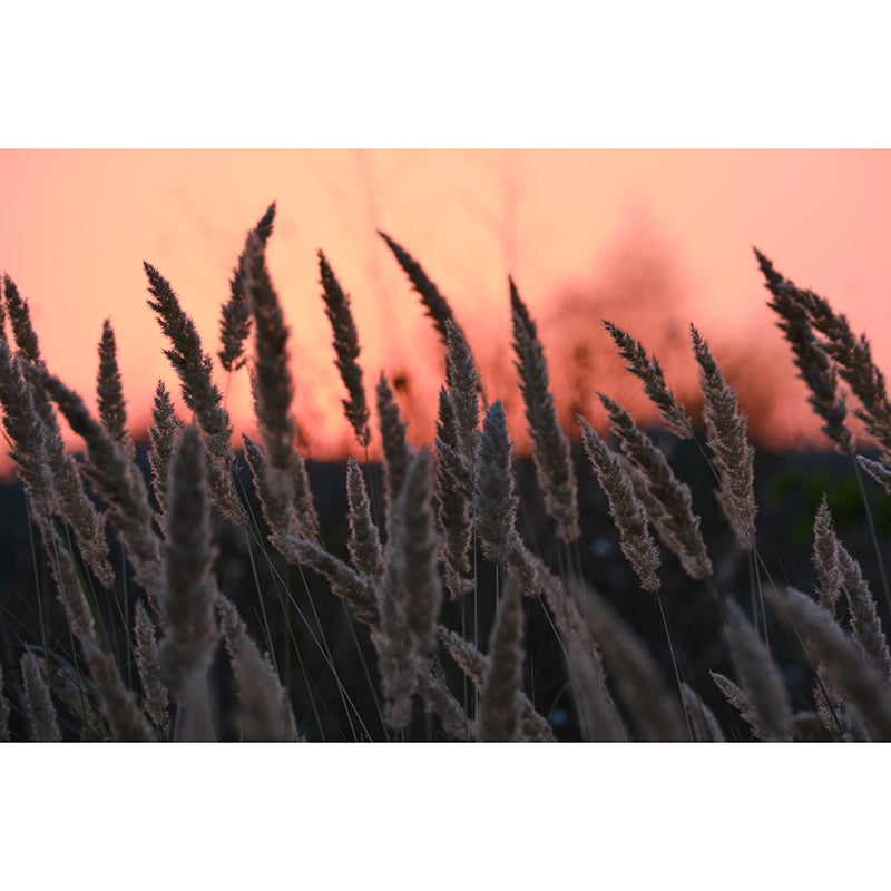 Reed Plant Mural Decal for Sleeping Room Customized Wall Covering, Waterproofing