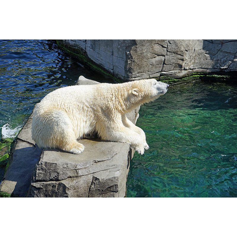 Beer Animal Moisture Resistant Wall Covering for Living Room, Personalized Size