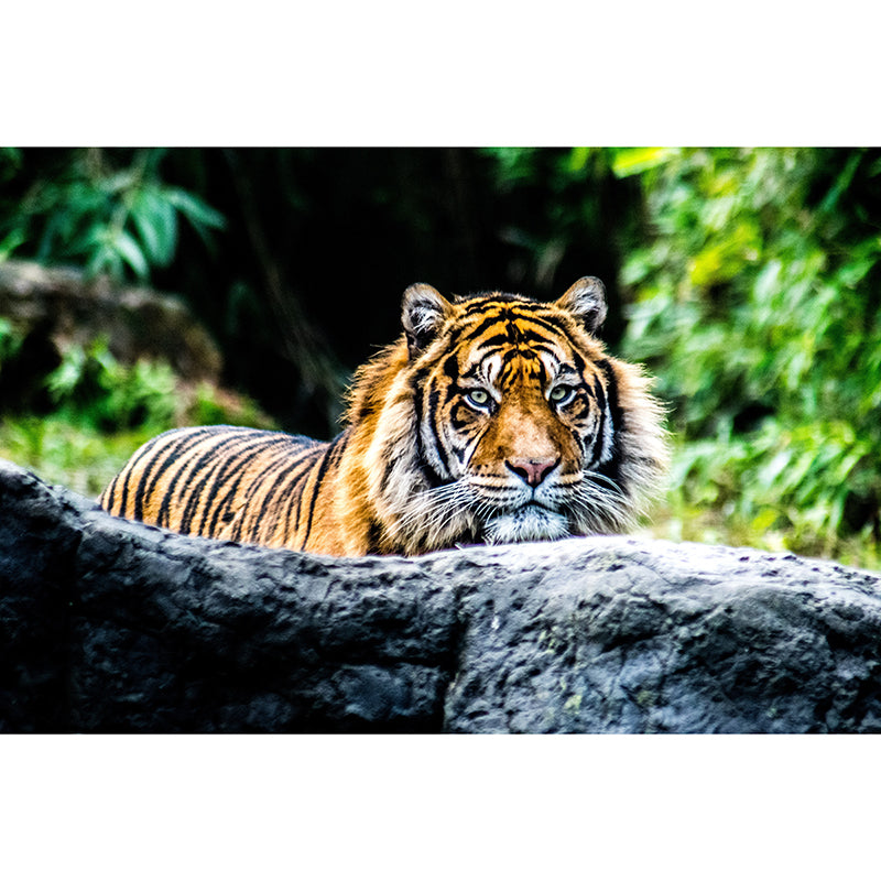 Tiger Animal Mural Wallpaper for Sitting Room Water Resistant, Made to Measure