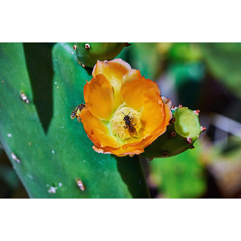 Cactus Plant Wall Mural Contemporary Home Decor for Sitting Room, Water Resistant