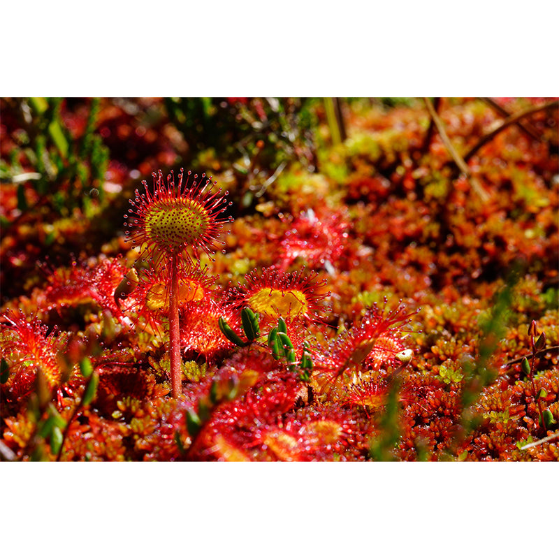 Contemporary Round Leaved Sundew Mural Environment Friendly Wallpaper for Bedroom