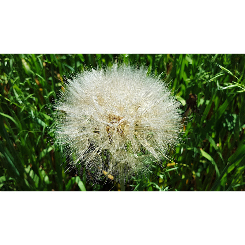 Contemporary Dandelion Mural Environment Friendly Wallpaper for Living Room