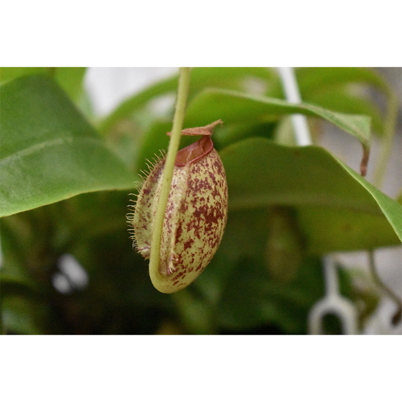 Contemporary Nepenthes Mural Environment Friendly Wallpaper for Living Room