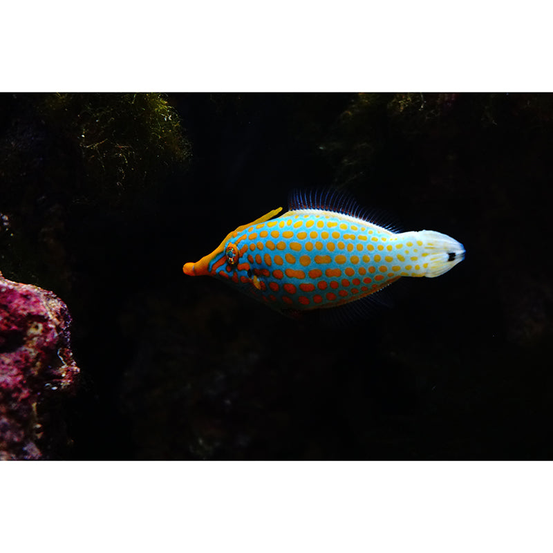 Sea Fish Mural Moisture Resistant Home Art Decor for Kids Bedroom, Made to Measure