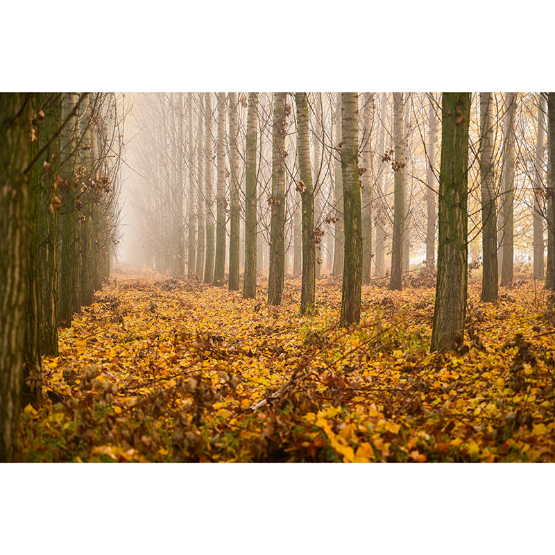 Forest Tree Wall Art Decor for Sitting Room Moisture Resistant Mural, Made to Measure