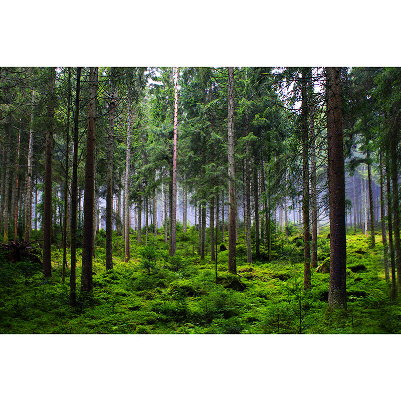 Green Forest Scenery Wallpaper Mural for Sitting Room, Made to Measure