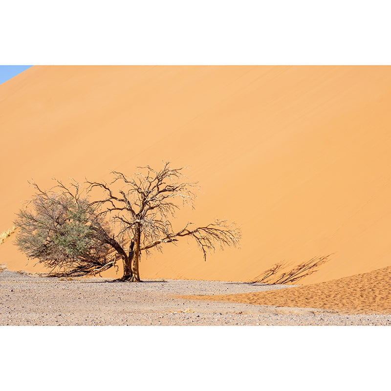 Dry Desert Scenery Mural Stain Resistant Modernist Coffee Shop Wall Decor