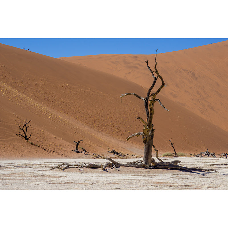 Desert Scenery Mural Decal Customized Contemporary Wall Covering for Bedroom