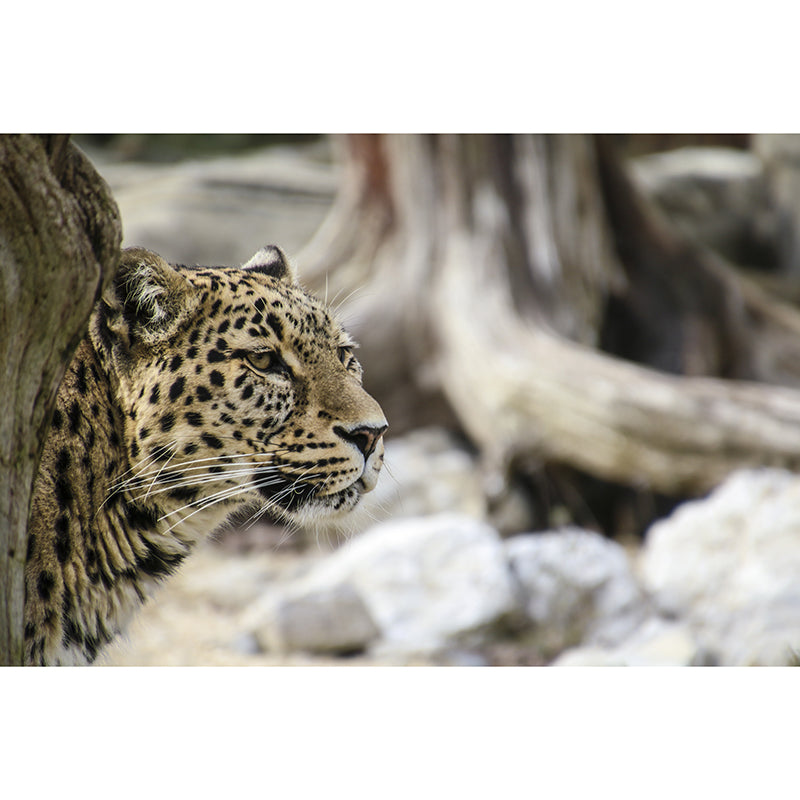 Wild Animal Leopard Mildew Resistant Wall Art Decor for Sitting Room, Made to Measure