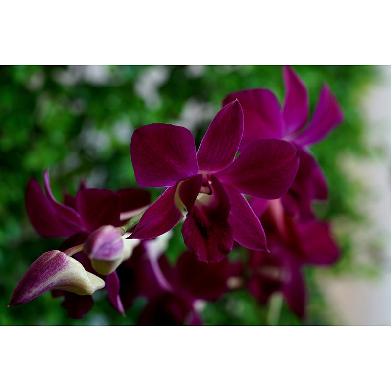 Cymbidium Murals for Sleeping Room Personalized Wall Decor, Moisture Resistant