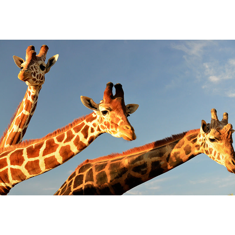 Giraffe Animal Wall Covering for Sitting Room Moisture Resistant, Made to Measure