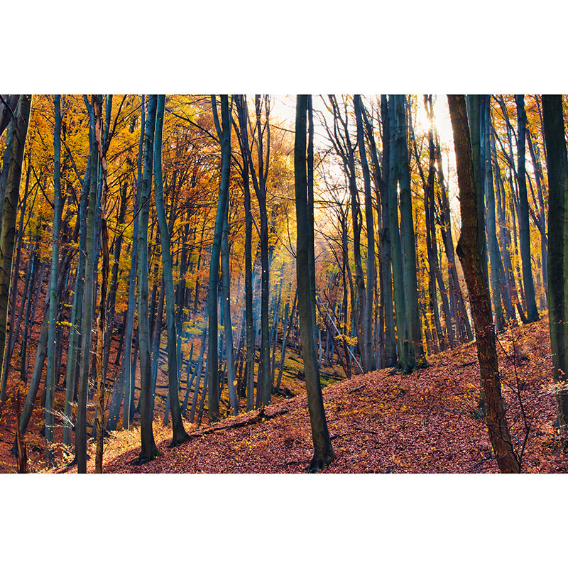 Forest View Mural Decal Water Resistant Decor for Sleeping Room, Personalized Size Available