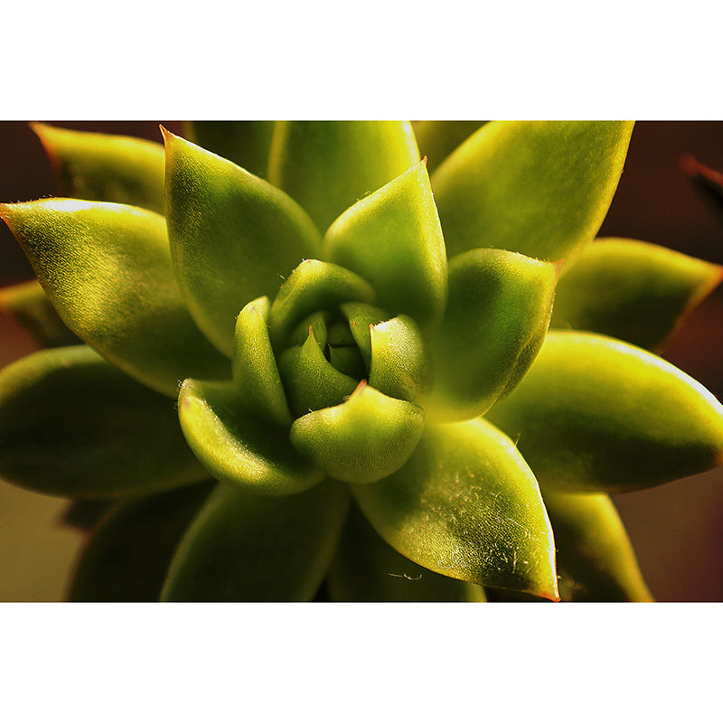 Green Plants Mural Wallpaper Environment Friendly Decorative Restaurant